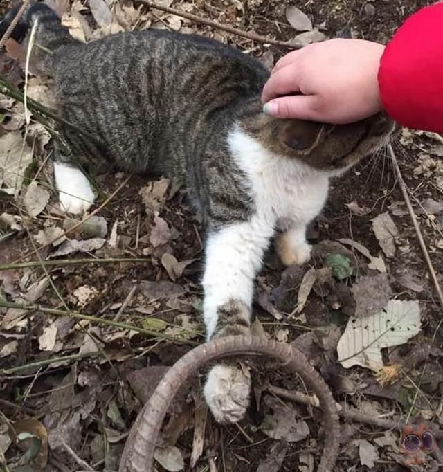 猫咪两天没回家以为出去鬼混,可当再看见猫咪时宠主忍不住落泪