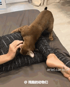 最新一期内涵爆笑动图 这个猫娘,身材有点太犯规了!