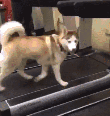 狗狗上了跑步机:金毛最懒,二哈变