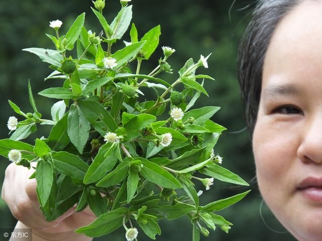 农村路边的一种野草,却是一味保肝明目的良药,你见过吗?