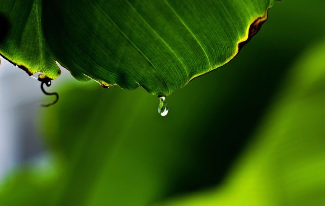 雨打芭蕉叶带愁,心同新月向人羞什么意思