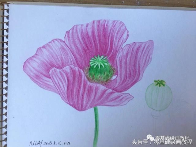 零基础绘画教程彩铅《罂粟花》