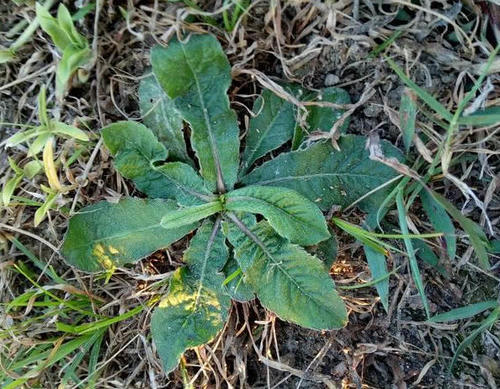 山上到处见的一种野草,它宝贵是好药材,晒干一斤能卖20块