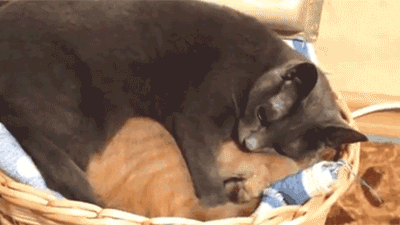 爆笑gif:厉害了,都是老司机,这么开都不会相互撞到