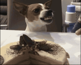 壁纸 动物 狗 狗狗 325_263 gif 动态图 动图