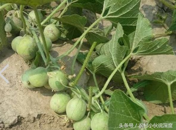 农村常见的这4种野菜,很多人见过没吃过,但营养价值你要知道