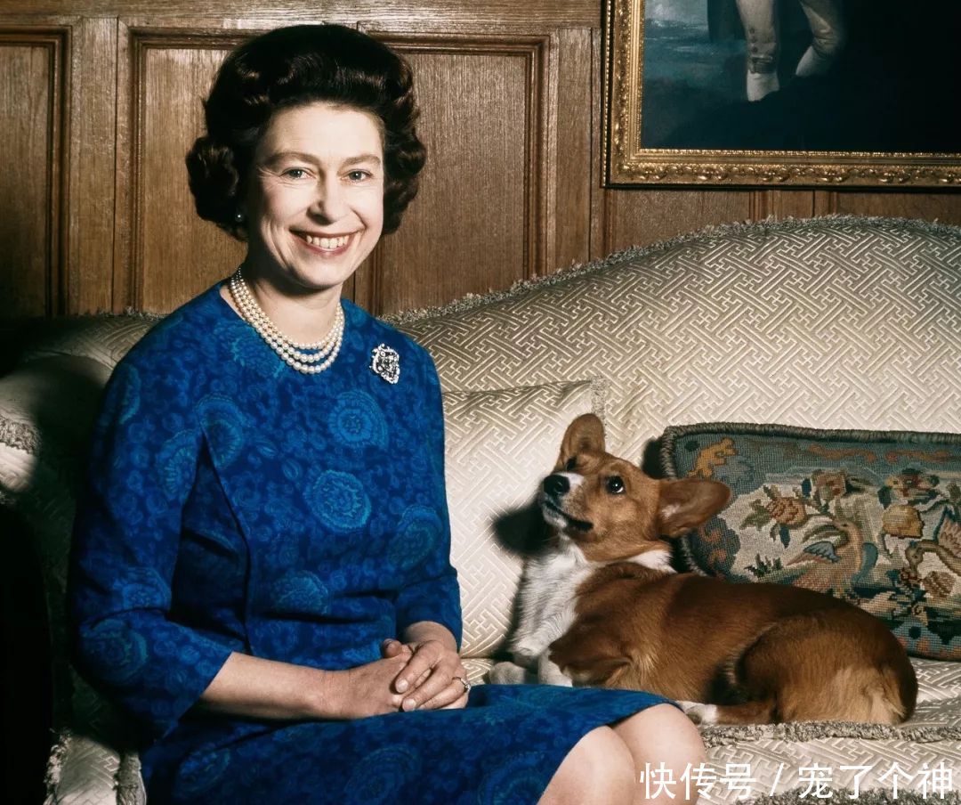英国女王柯基图片