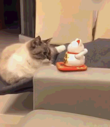 猫咪扮招财猫讨主人欢心,这该不会是只假猫吧?
