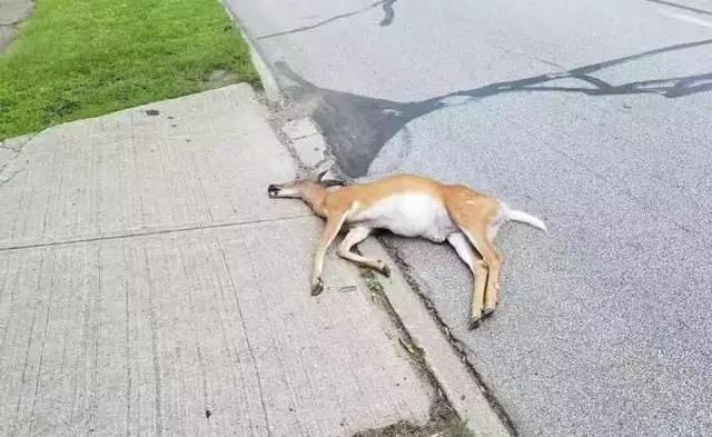 梦境中的尴尬瞬间,解析梦见拉屎弄到自己身上,做梦拉屎在床上还弄的哪都是的深层含义 梦境中的尴尬瞬间,解析梦见拉屎弄到自己身上,做梦拉屎在床上还弄的哪都是的深层含义