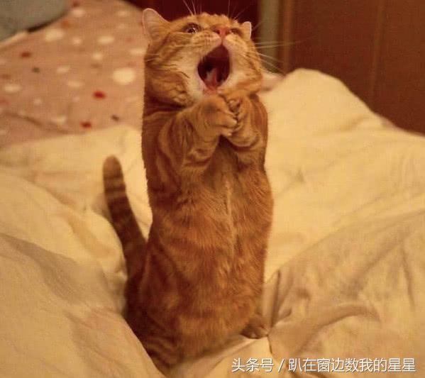 网友口述: 我们家养了一只橘猫,小家伙虽然不是什么宠物猫,但是却