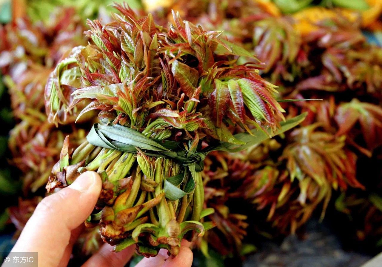 农村老人说常食香椿芽不染病,香椿为什么要吃头茬的