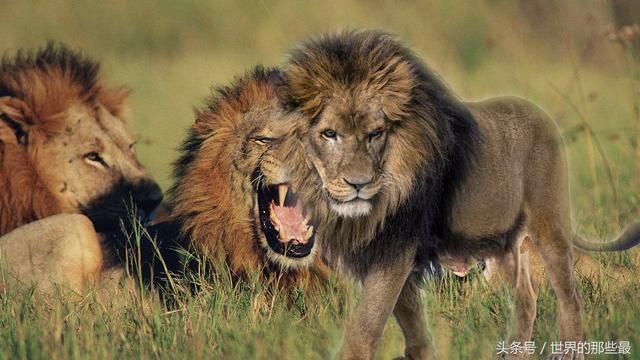 为什么只有狮子有"雄"字而老虎没有,是因为狮子比老虎