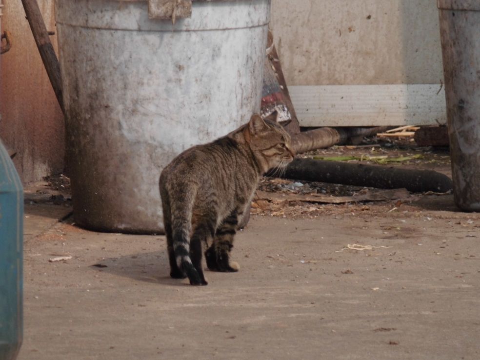 偷拍野猫又肥又大,杀老鼠于无形