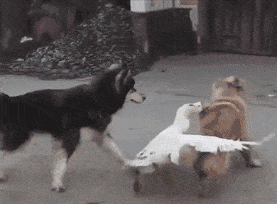 壁纸 动物 狗 狗狗 390_287 gif 动态图 动图