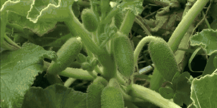 440_220 gif 动态图 动图