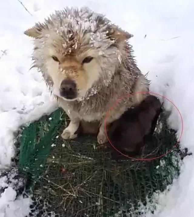 流浪狗在雪地里冻得发抖却不肯走,路人上前查看后不禁落泪
