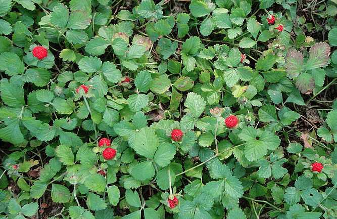 草莓是什么季节生长出来 t01fb08db06c9d67356.jpg?size=667x433