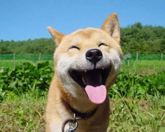 一脸幸福表情的日本柴犬,用真挚的微笑感染过许多网友.