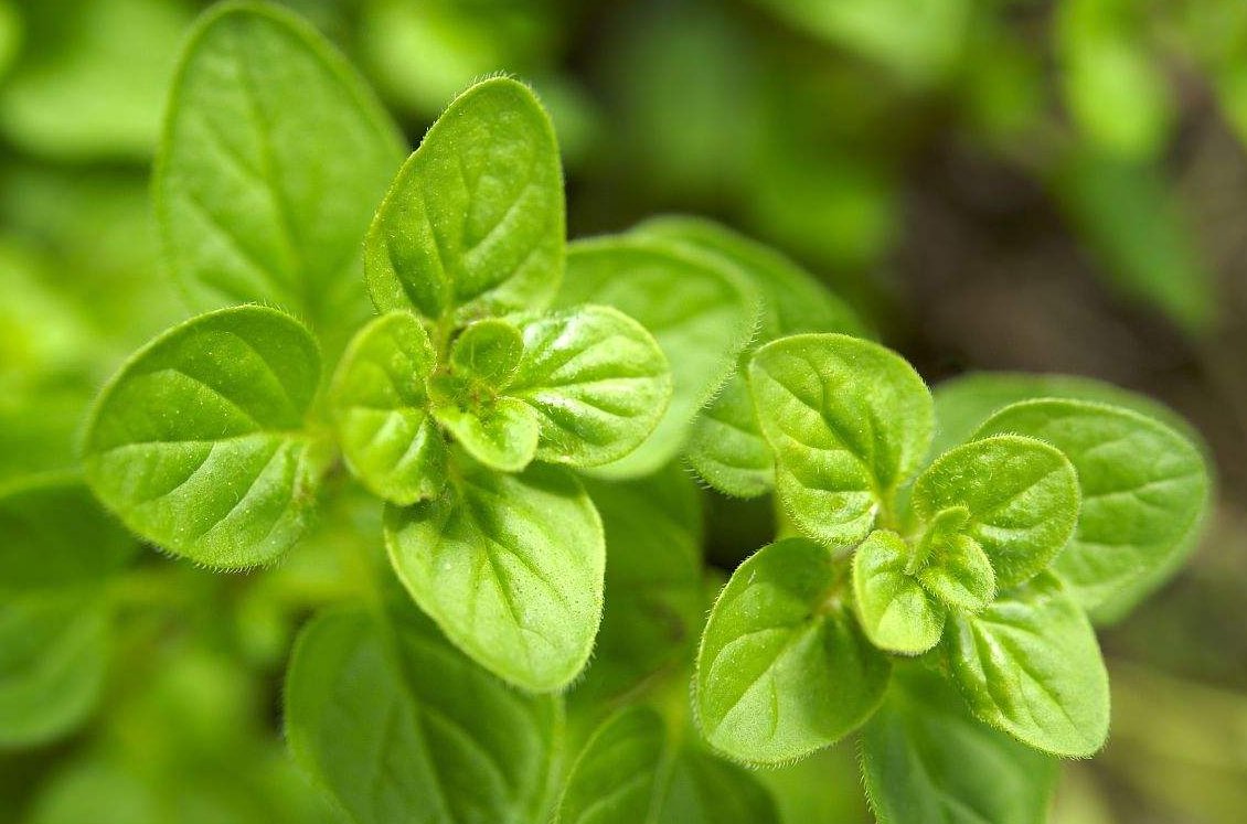 背景 壁纸 花 绿色 绿叶 树叶 植物 桌面 1130_747图片