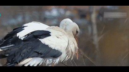 壁纸 动物 鸟 摄影 桌面 410_229 gif 动态图 动图