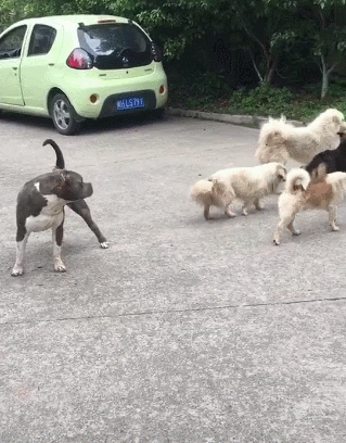 终于松了一口气,以后这几只流浪狗估计再也不敢在恶霸犬面前耀武扬威