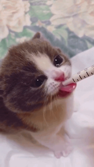 壁纸 动物 猫 猫咪 小猫 桌面 400_711 竖版 竖屏 手机 gif 动态图 动