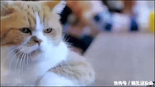 3.一群单身鱼都看傻眼了