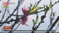红颜一笑迎春节 越南“花城”桃花开