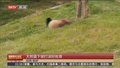 大熊猫下坡打滚好丝滑