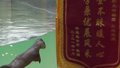 上海野生动物园 “拾金不昧”的小爪水獭收到了锦旗