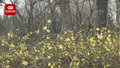 迎春花、玉兰花、山桃花 兴隆公园的春花真多！