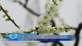 赏梅迎春礼赞冬奥    长城梅花展引客来