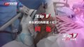 《生命缘》来自武汉的报道（七）同袍