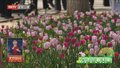 行走在春天里｜“花开北京”2024北京郁金香文化节启动