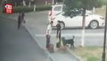 狗霸王！女子养大型犬不拴绳 男主人为护自家小狗被撕咬半分钟