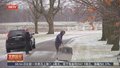 加拿大：出逃袋鼠袭警后“被捕”