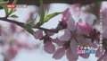 走进北京网红打卡地丨第二十六届北京平谷国际桃花节