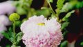 大兴庄镇食用菊花丰收上市