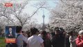 行走在春天里｜双休日11万人次玉渊潭赏樱花