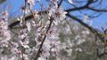 平谷春花竞相绽放 一起来开启春日里的赏花之旅