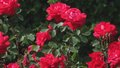 市花月季扮靓全城 首都戴上炫彩“项链”