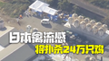 日本养鸡场发生禽流感疫情 将扑杀24万只鸡