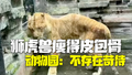 动物园回应老虎瘦得皮包骨：是只老年狮虎兽，不存在苛待行为！
