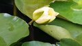 20秒看北海睡莲优雅绽放 网友弹幕：这花会降温，看完汗都停了