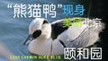 可爱萌宝“熊猫鸭”现身颐和园