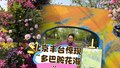 北京丰台惊现“多巴胺花海”