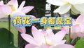 夏日养生正当时 荷花一身都是宝