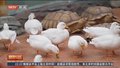 湖南长沙：“动趣王国”打造沉浸式自然奇趣之旅