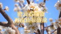 石城镇万亩山花盛放 绘就乡村振兴“春日画卷”