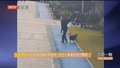 女子在小区被未拴绳边牧咬伤 犬主人愿承担医疗费用